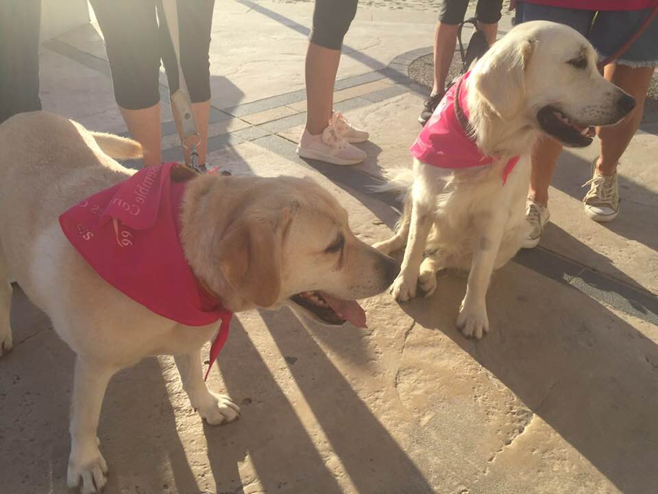 71320022 10216962469038023 8585523651997073408 n