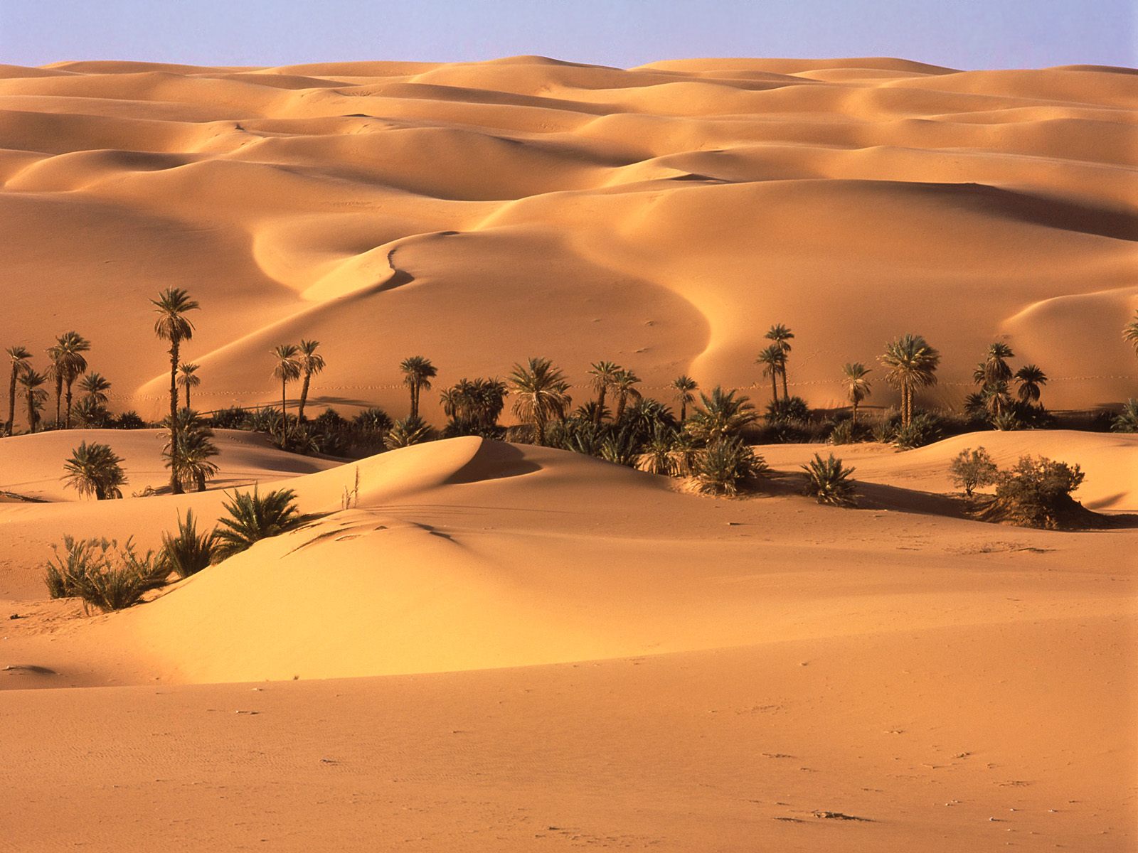 Desert oasis libya 1