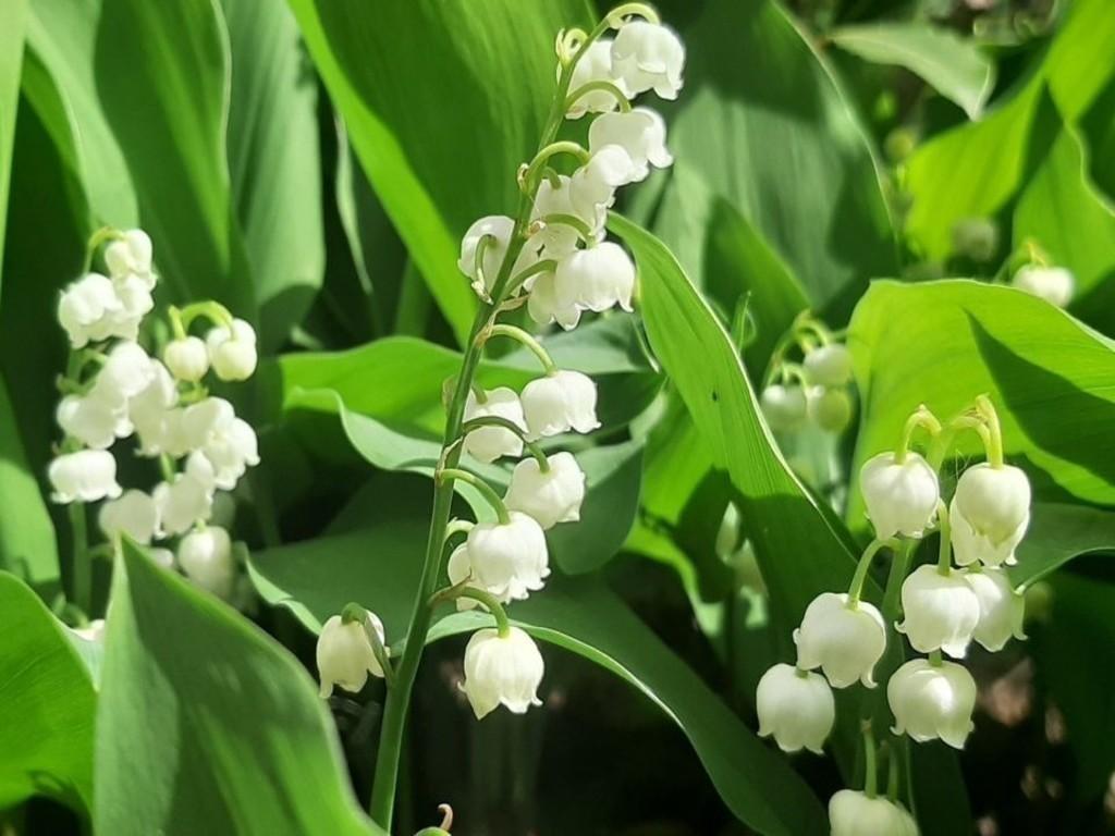 Muguet 2 960x640